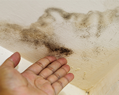 Health and Home Damage because of Mold